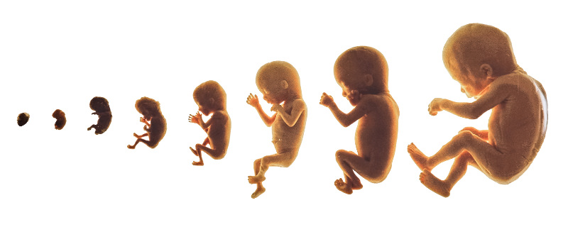 Ein gestaffeltes Lebensrecht?